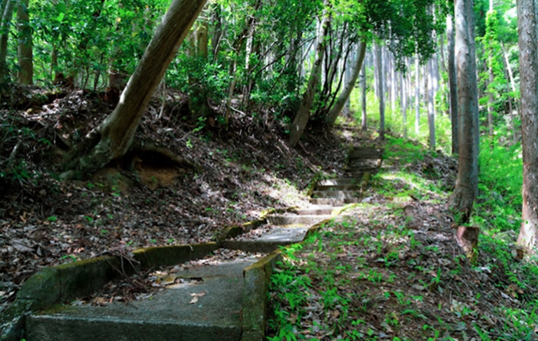 Overgrown Land