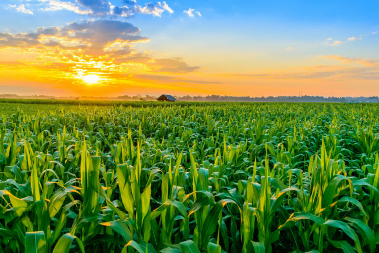 Farmland